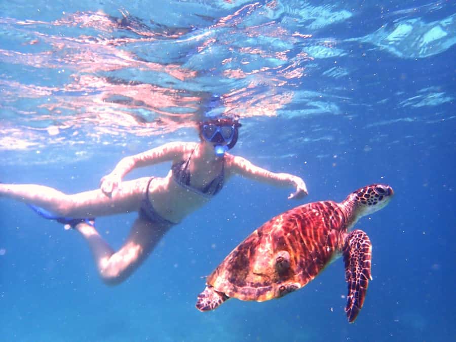 From Al-Seeb: Dimaniyat Islands Boat Trip with Snorkeling - Black Tip site: rays, leopard sharks, and the whale shark possibility