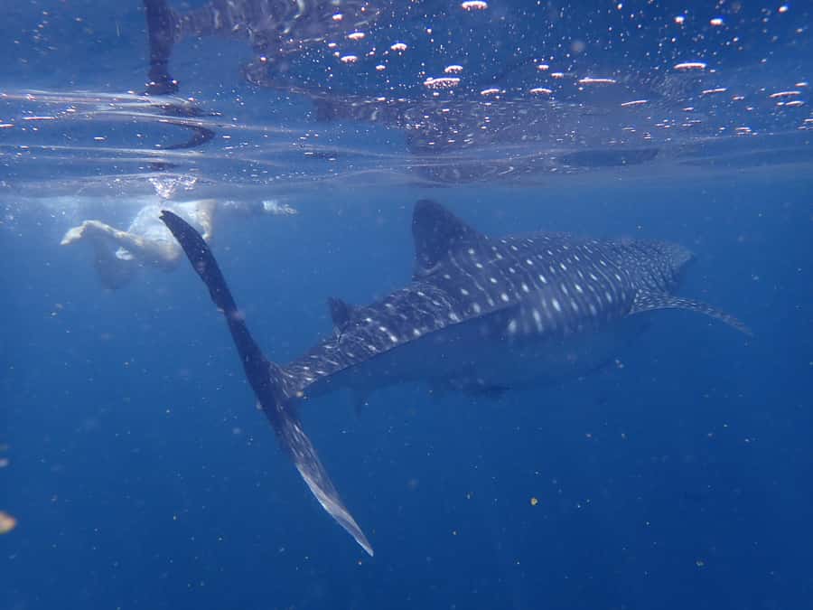 From Al-Seeb: Dimaniyat Islands Boat Trip with Snorkeling - Boat ride pacing: whale watching and the rhythm of the day