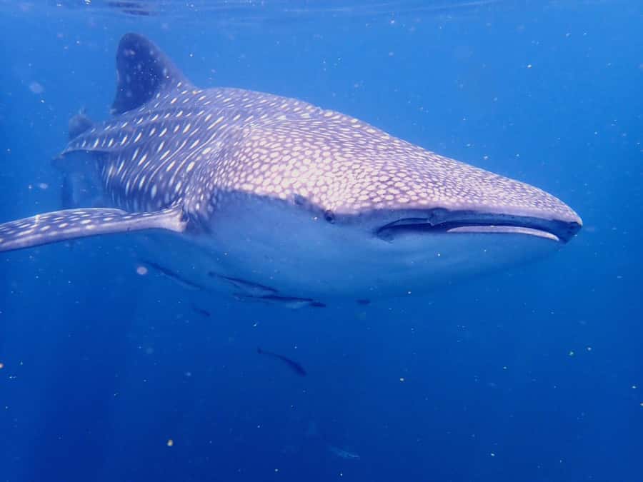 From Al-Seeb: Dimaniyat Islands Boat Trip with Snorkeling - Who this tour fits best (and who might want a different plan)