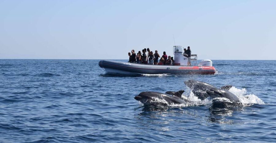 From Albufeira: Benagil Caves and Dolphins Guided Boat Tour - Key points to know