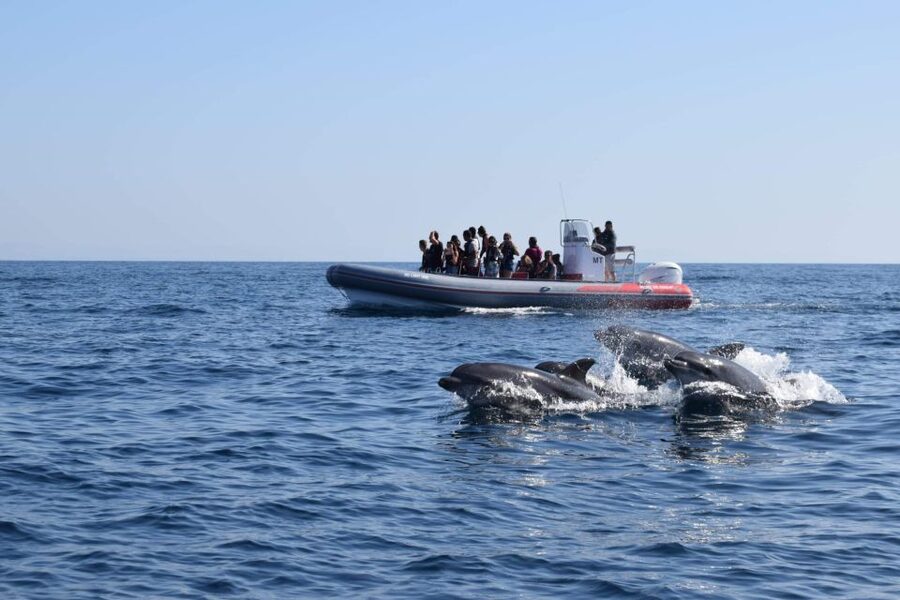 From Albufeira: Benagil Caves and Dolphins Guided Boat Tour - From Allboat Marina: How the Tour Starts on Algarve Time