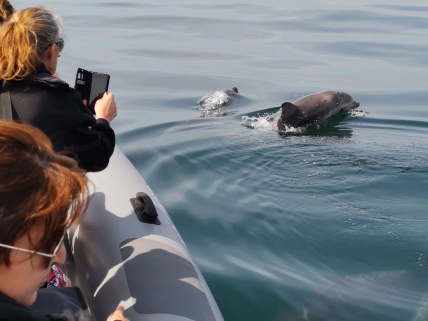 From Albufeira: Benagil Caves and Dolphins Guided Boat Tour - Dolphin Spotting in Their Natural Habitat: Fun, Not a Guarantee
