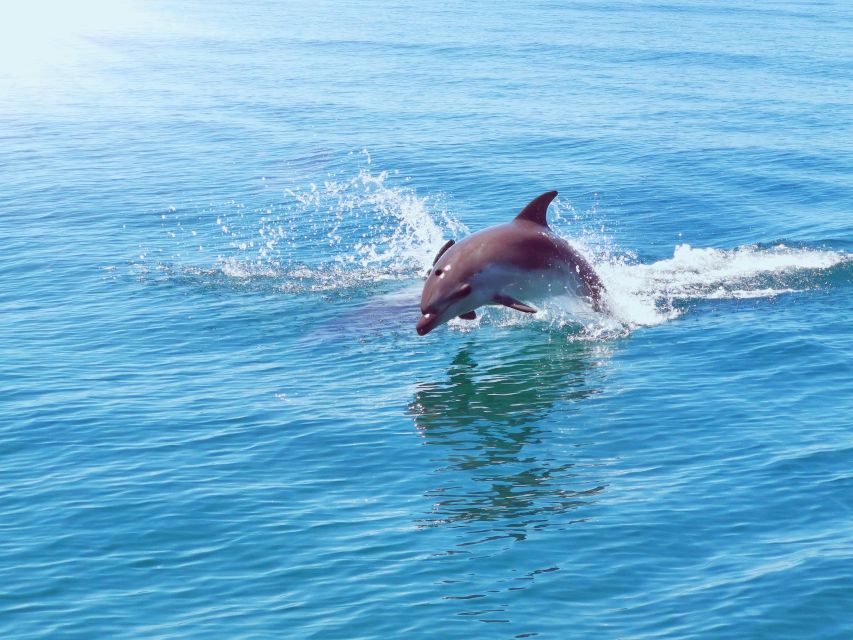 From Albufeira: Benagil Caves and Dolphins Guided Boat Tour - What to Bring (So You Don’t Waste the Day)