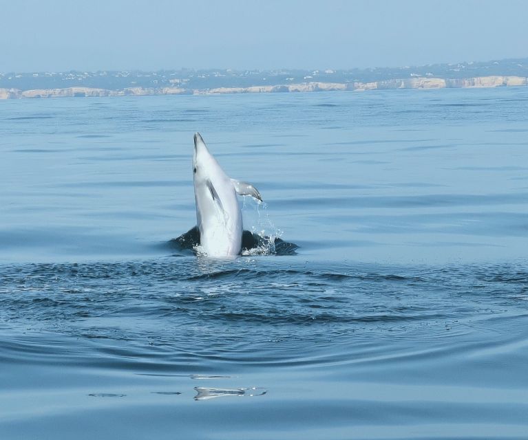 From Albufeira: Benagil Caves and Dolphins Guided Boat Tour - Who Should Book This Tour, and Who Might Want to Skip It