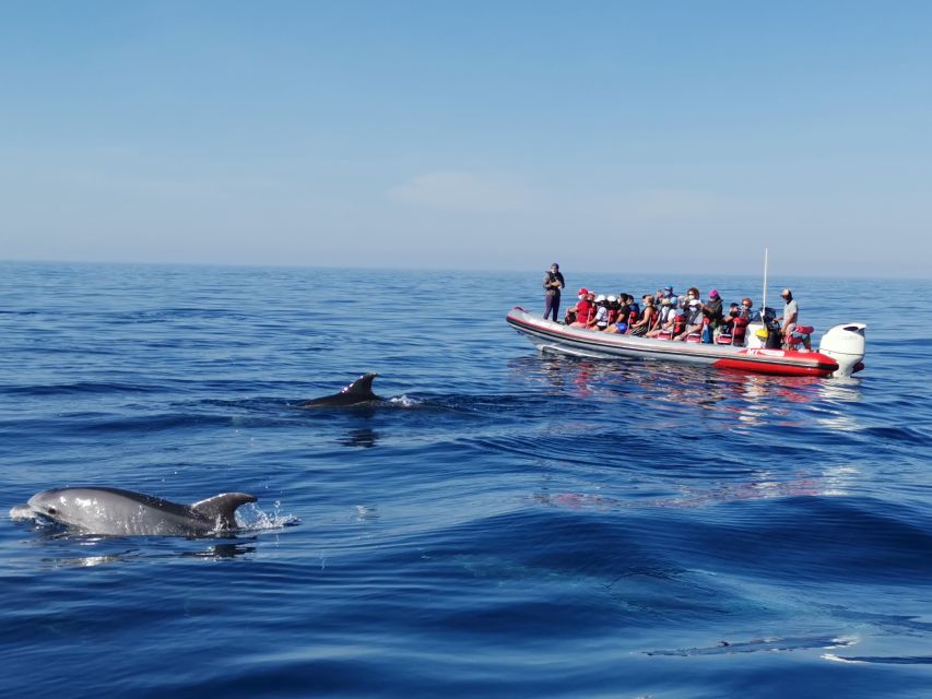 From Albufeira: Benagil Caves and Dolphins Guided Boat Tour - The Coastal Cruise Between Albufeira and Benagil