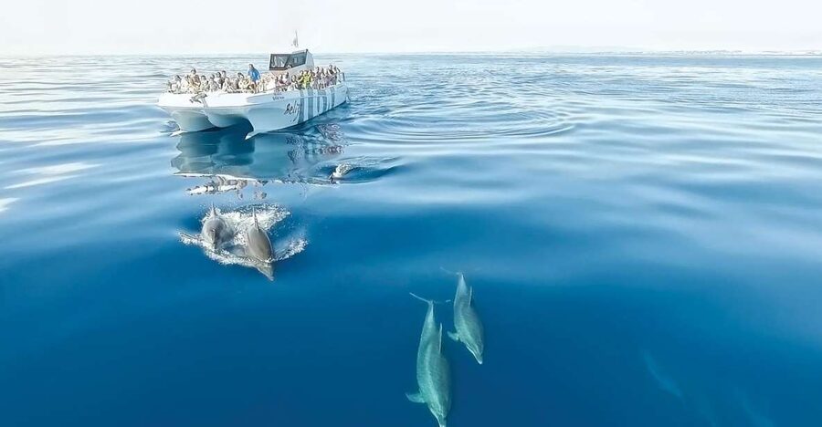 From Albufeira: Dolphins and Caves 2.5-Hour Boat Trip - Key Points Before You Go