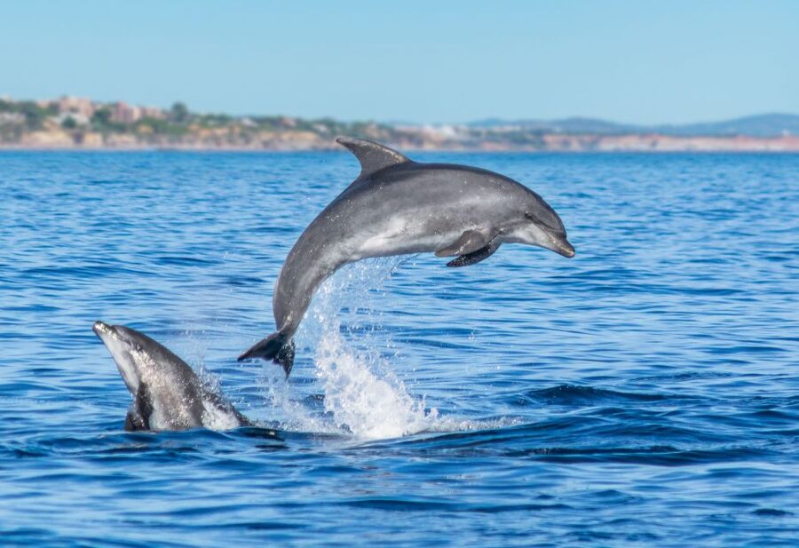 From Albufeira: Dolphins and Caves 2.5-Hour Boat Trip - Who Should Book This Dolphin and Caves Trip From Albufeira?
