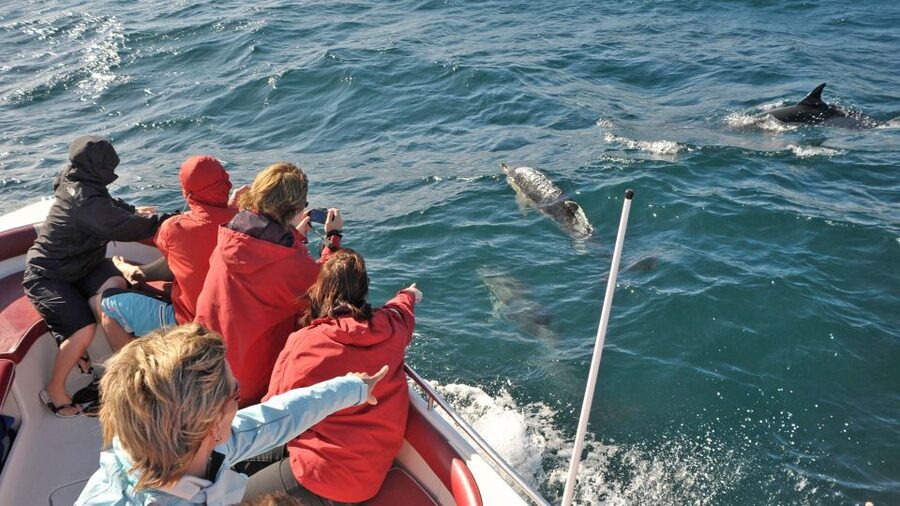 From Albufeira: Dolphins and Caves 2.5-Hour Boat Trip - From Albufeira Marina to the Belize Terceiro: Boarding the Catamaran