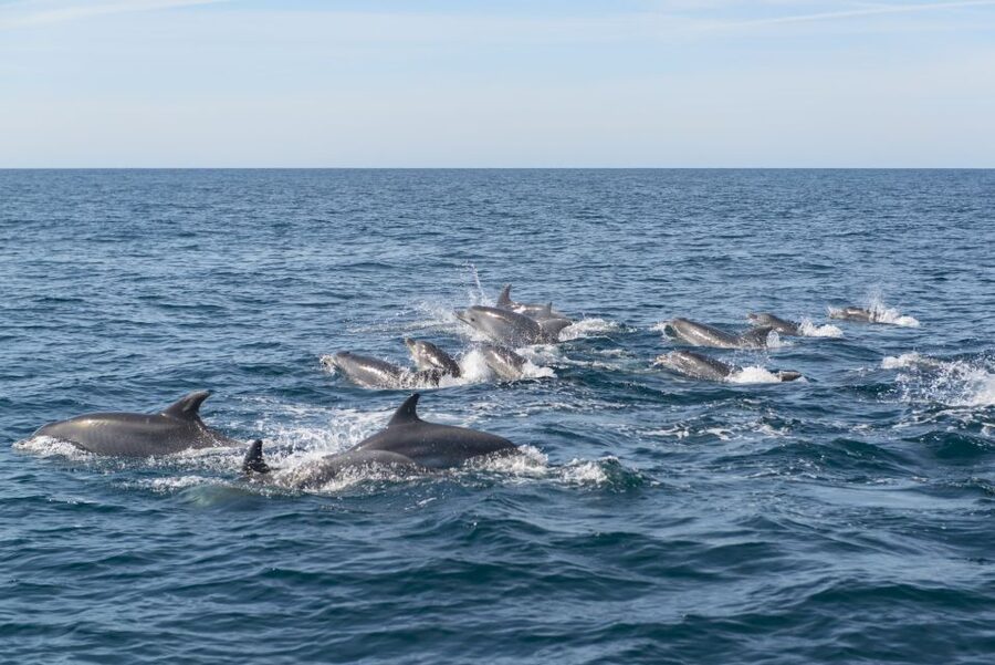 From Albufeira: Dolphins and Caves 2.5-Hour Boat Trip - Price and Value: Is $34 Worth It in the Algarve?