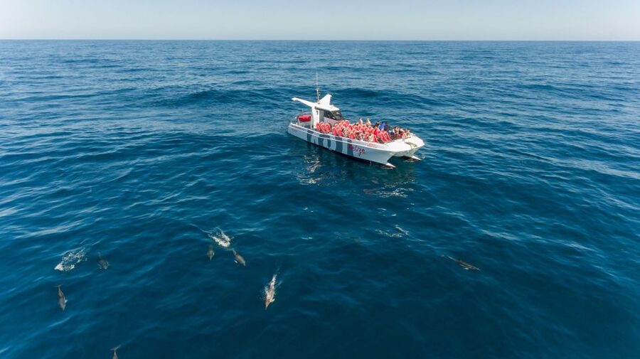 From Albufeira: Dolphins and Caves 2.5-Hour Boat Trip - Dolphin Time: What You’re Actually Hoping to See in the Algarve