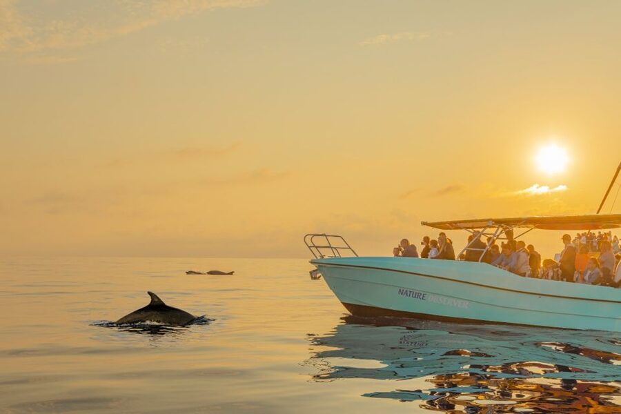 From Alcudia: Sunrise Dolphin Watching Boat Tour - Sunrise Dolphin Watching from Alcúdia: the morning plan that actually works