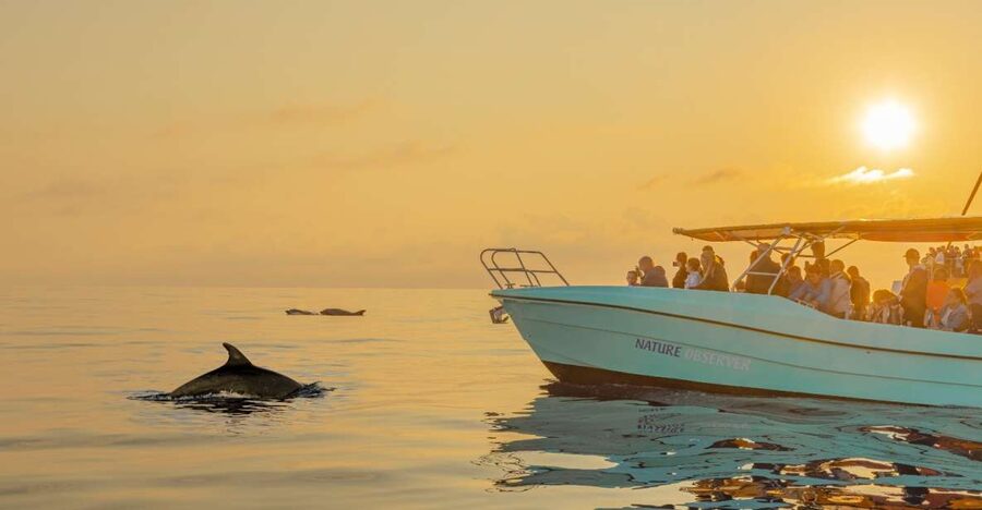 From Alcudia: Sunrise Dolphin Watching Boat Tour - Price and value: what $93 really buys you