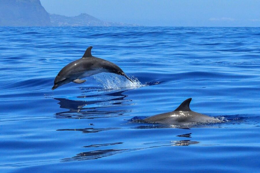 From Alcudia: Sunrise Dolphin Watching Boat Tour - Port d’Alcúdia: the safety briefing that keeps the dolphin time fun