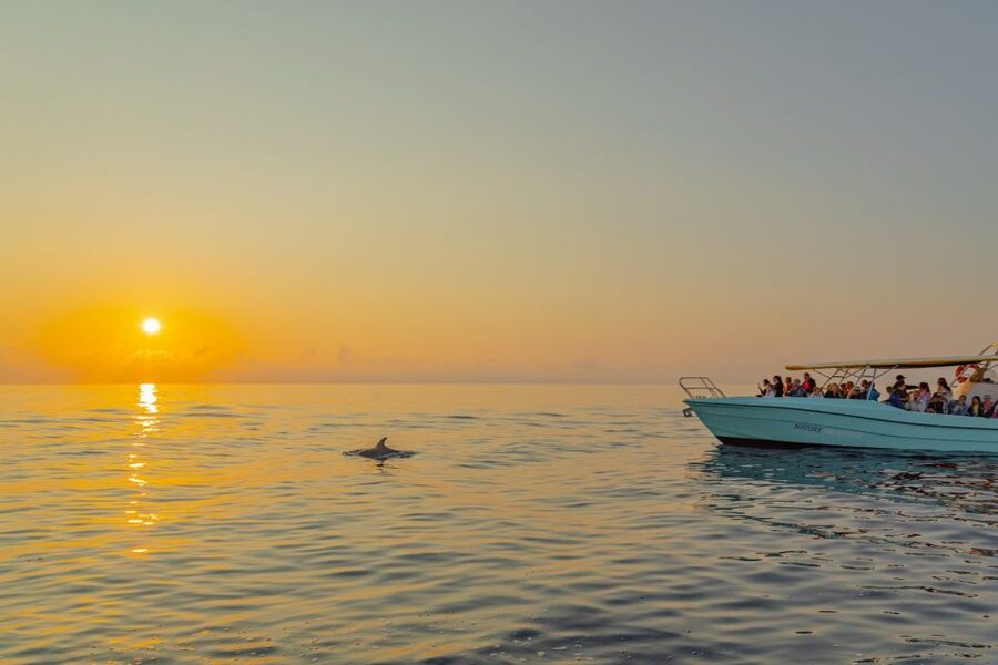 From Alcudia: Sunrise Dolphin Watching Boat Tour - The guide’s dolphin talk: turning sightings into understanding