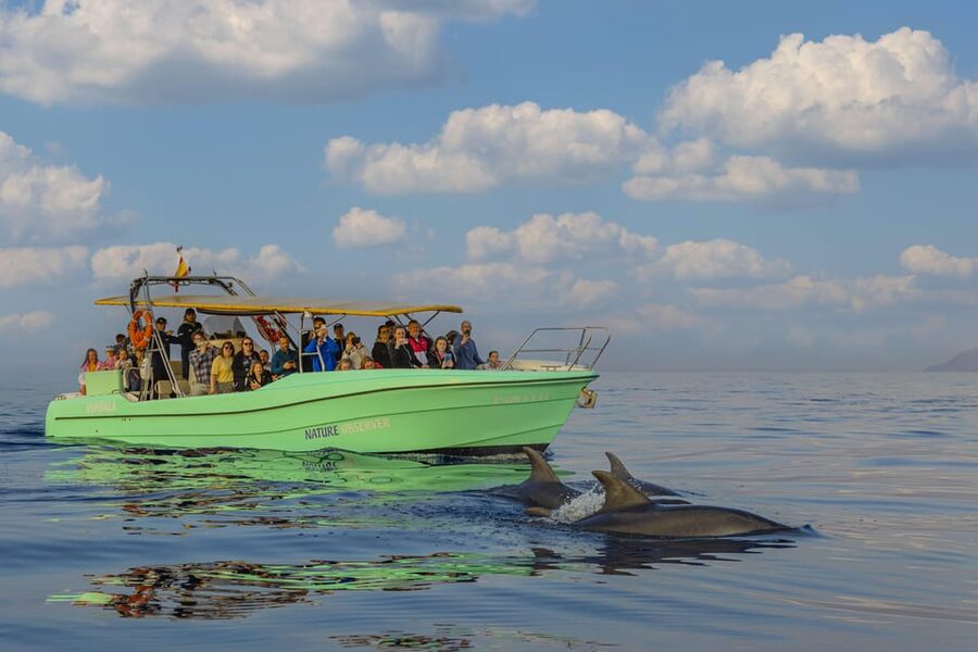 From Alcudia: Sunrise Dolphin Watching Boat Tour - Pickup and coach ride: how to start without losing time