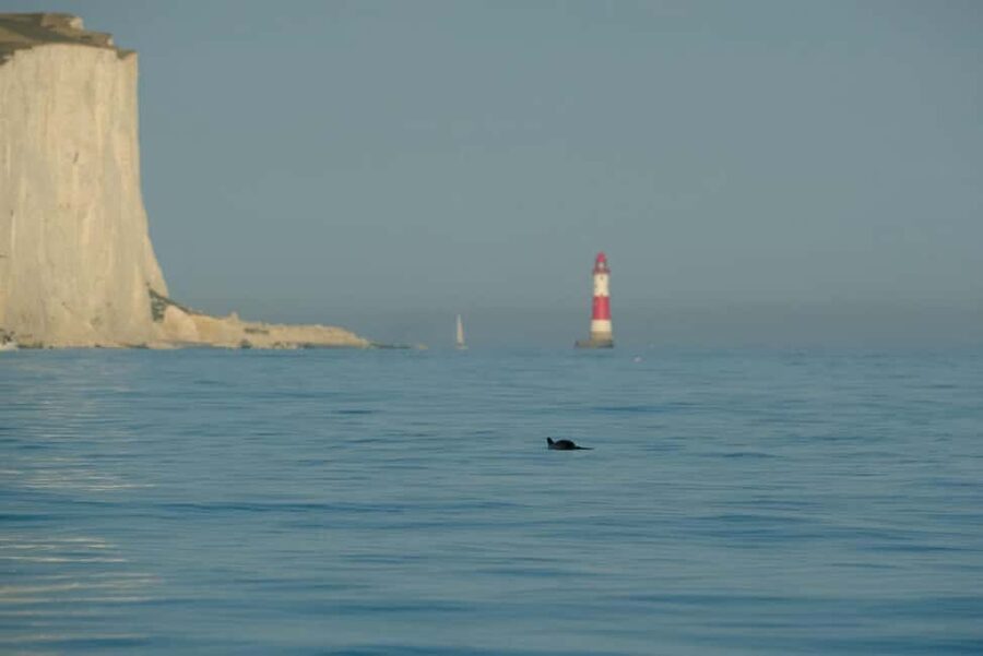 From Brighton: Seven Sisters Boat Tour - The Sea Swim Moment: How It Works and When It Might Not Happen