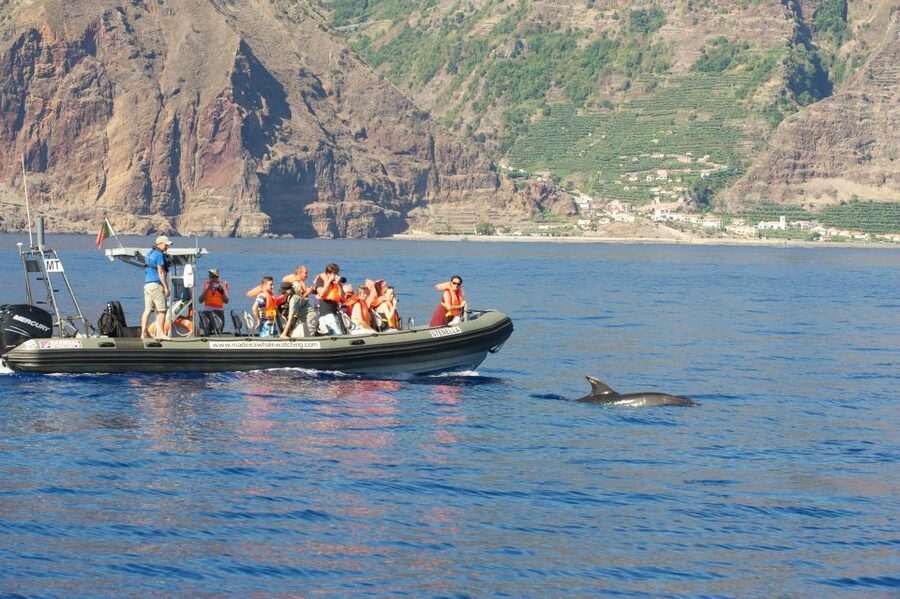 From Calheta: Madeira Whale and Dolphin Watching Boat Tour - Key highlights you should care about