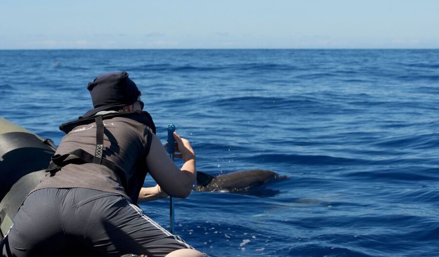 From Calheta: Madeira Whale and Dolphin Watching Boat Tour - Calheta marina start: finding your boat fast