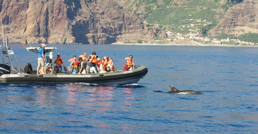 From Calheta: Madeira Whale and Dolphin Watching Boat Tour - How the crew searches Madeira for whales and dolphins