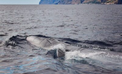 From Calheta: Madeira Whale and Dolphin Watching Boat Tour - A speedboat built for whale listening, not loud sightseeing