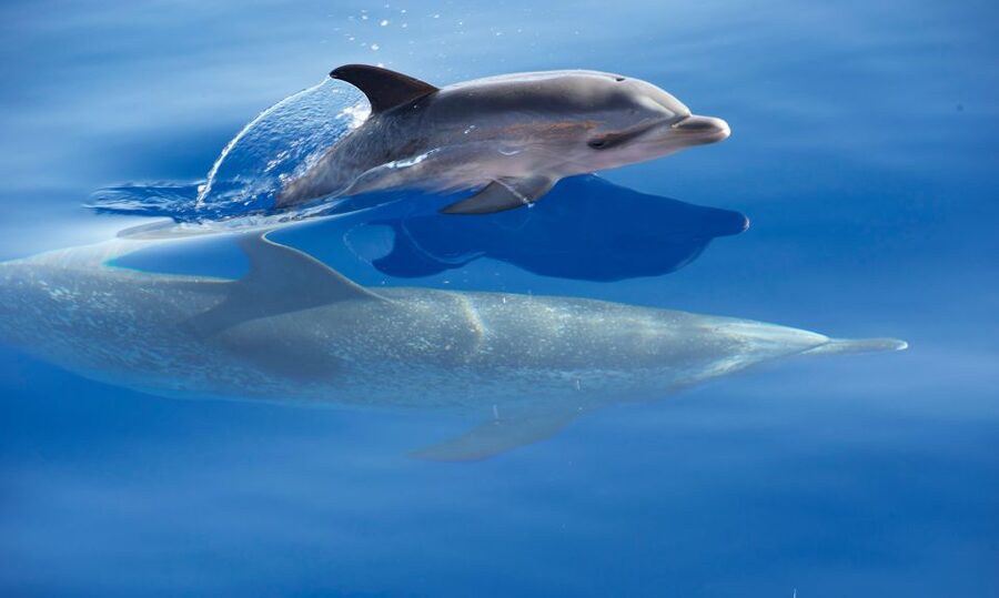 From Calheta: Madeira Whale and Dolphin Watching Boat Tour - Wildlife moments you can actually hope for