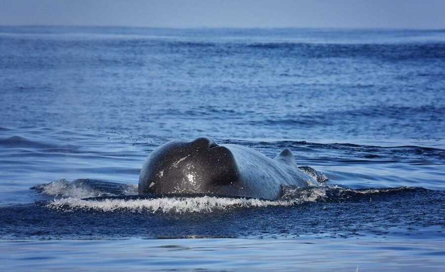 From Calheta: Madeira Whale and Dolphin Watching Boat Tour - Should you book Lobosonda’s Madeira whale and dolphin tour?