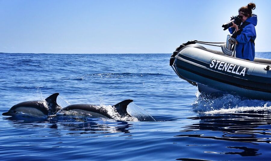From Calheta: Madeira Whale and Dolphin Watching Boat Tour - FAQ