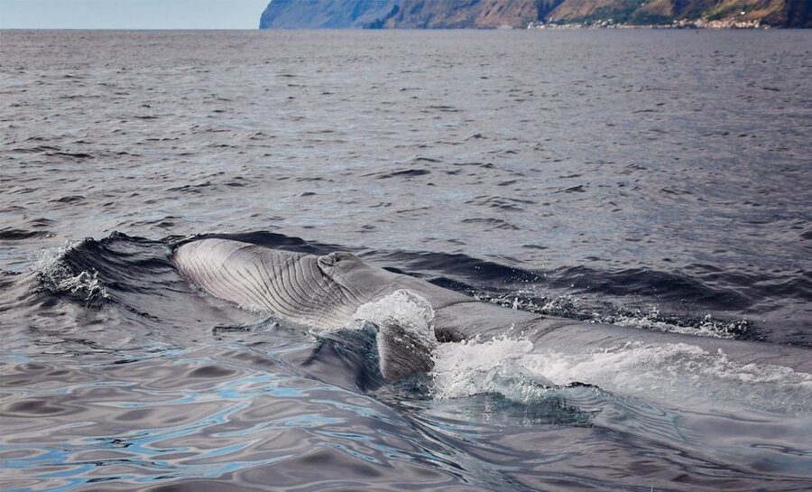 From Calheta: Madeira Whale and Dolphin Watching Boat Tour - A speedboat built for whale listening, not loud sightseeing