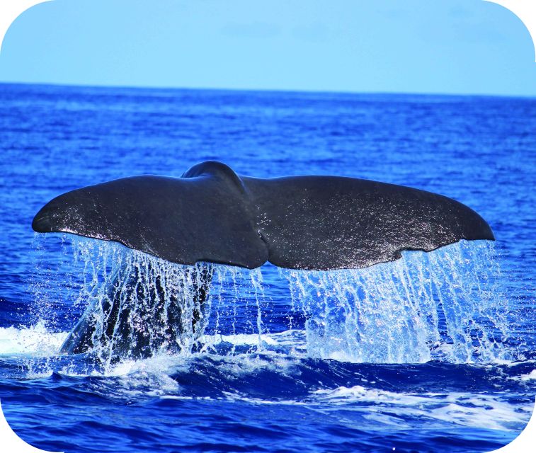 From Calheta: Whale and Dolphin Watching RIB Boat Tour - Key highlights you should care about