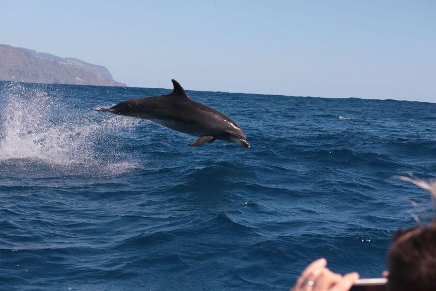 From Calheta: Whale and Dolphin Watching RIB Boat Tour - Practical tips so you get the most out of the ride