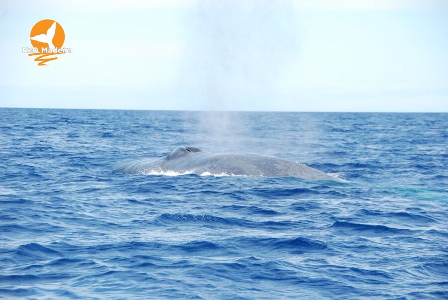 From Calheta: Whale and Dolphin Watching RIB Boat Tour - Why Calheta’s RIB setup is built for real sightings