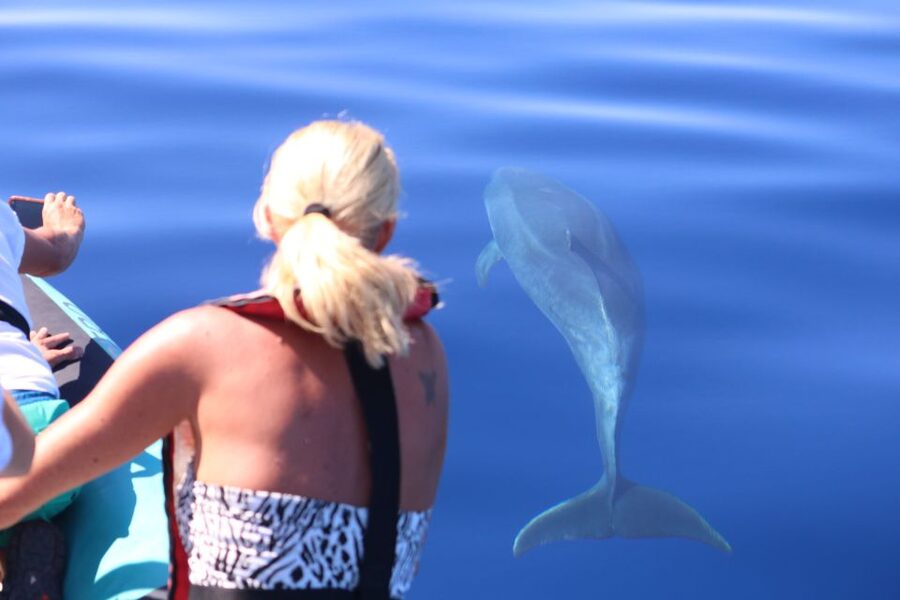From Calheta: Whale and Dolphin Watching RIB Boat Tour - The 2-hour Atlantic search: what the ride feels like in practice