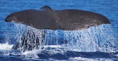 From Calheta: Whale and Dolphin Watching RIB Boat Tour - Check-in at H2O Madeira: small logistics that make the trip smoother