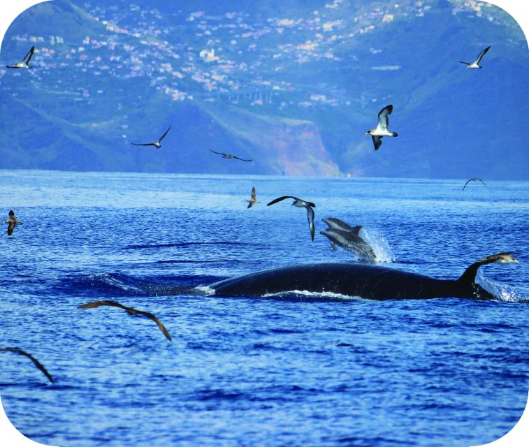 From Calheta: Whale and Dolphin Watching RIB Boat Tour - Wildlife you might spot: from sperm whales to quick dolphin bursts