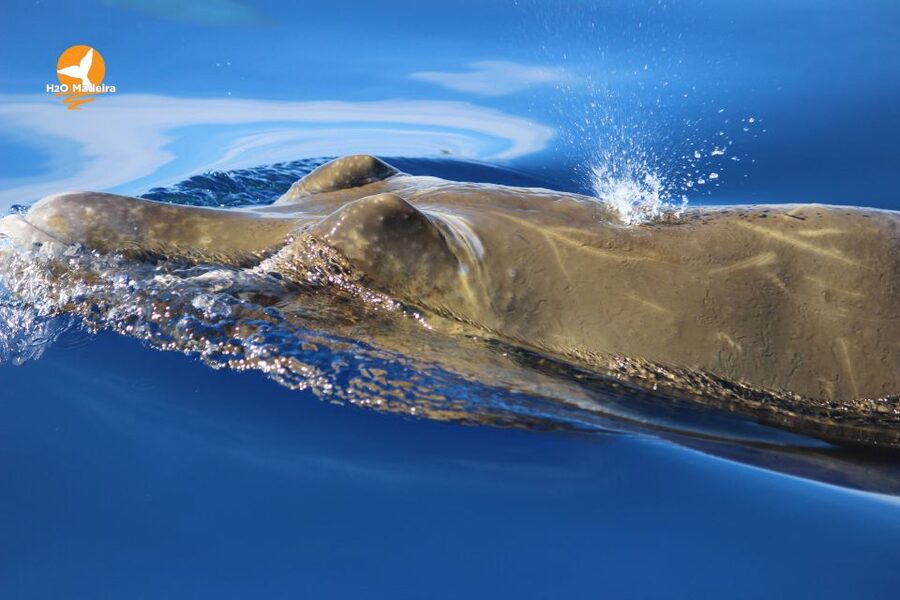 From Calheta: Whale and Dolphin Watching RIB Boat Tour - Madeira views from the water: the bonus you’ll remember