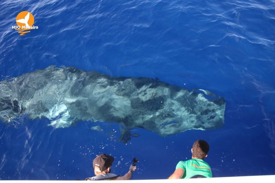 From Calheta: Whale and Dolphin Watching RIB Boat Tour - Safety, speed, and comfort on a RIB (the part people feel right away)