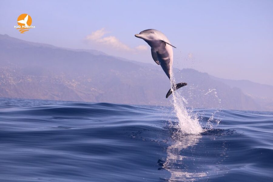 From Calheta: Whale and Dolphin Watching RIB Boat Tour - Who should skip this tour, and who will love it
