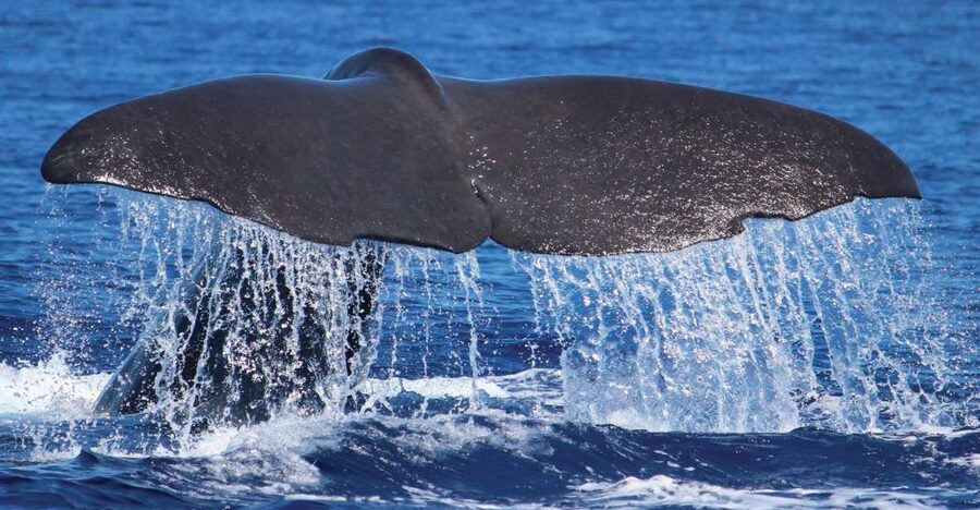 From Calheta: Whale and Dolphin Watching RIB Boat Tour - Check-in at H2O Madeira: small logistics that make the trip smoother