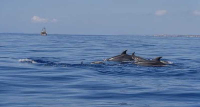 From Can Picafort: Dolphin Watching and Cave Boat Trip - Key things to know before you go