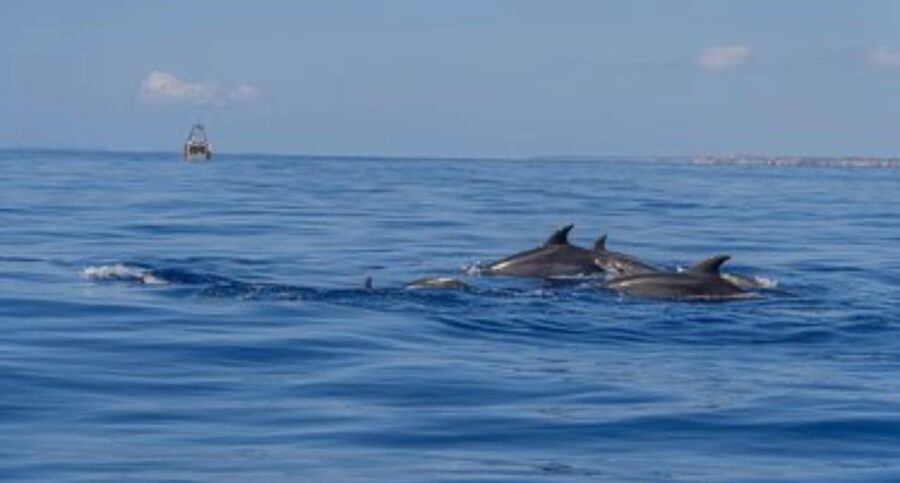 From Can Picafort: Dolphin Watching and Cave Boat Trip - Your Best Packing List (Based on Real Water Time)