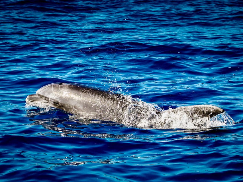 From Can Picafort: Dolphin Watching and Cave Boat Trip - What’s Included (and What You’ll Need to Cover)