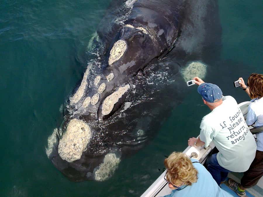 From Cape Town: Hermanus Whale Watching Boat Trip - Key Things That Make This Whale Trip Worth It