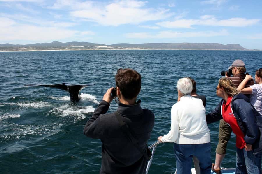 From Cape Town: Hermanus Whale Watching Boat Trip - From Cape Town to Gansbaai: the Early Start That Sets You Up