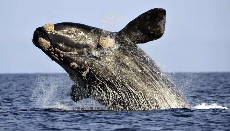 From Cape Town: Hermanus Whale Watching Boat Trip - De Kelders Waters: Why This Route Helps You Find Whales