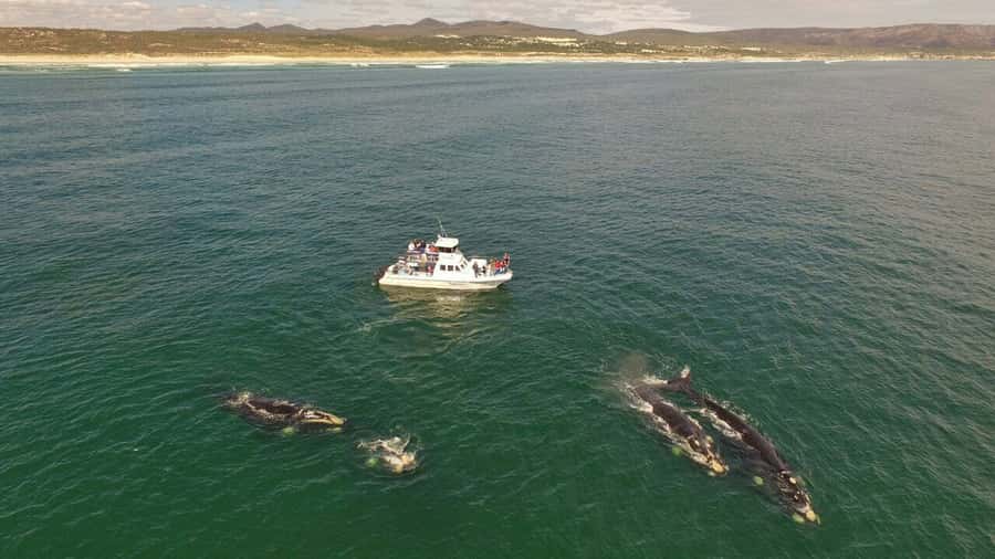From Cape Town: Hermanus Whale Watching Boat Trip - What You Might See: Right Whales, Humpbacks, Orcas, and Friends