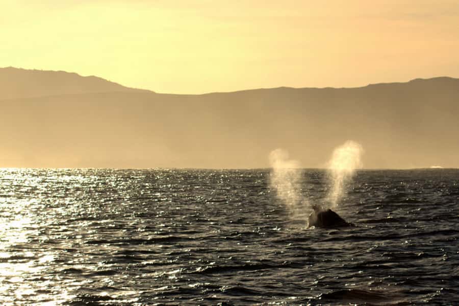 From Cape Town: Hermanus Whale Watching Boat Trip - Drinks, Snacks, and Meals: How to Handle the Food Gap