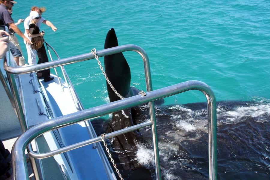 From Cape Town: Hermanus Whale Watching Boat Trip - What to Pack for a Cold Atlantic Morning (and a Camera Moment)