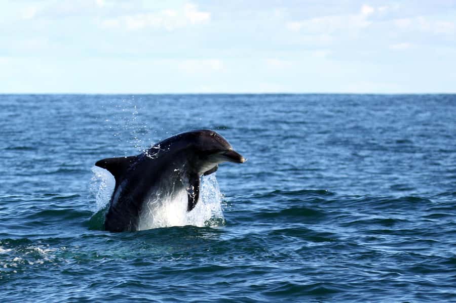 From Cape Town: Hermanus Whale Watching Boat Trip - Price and Value: Is $221 a Fair Deal for 7 Hours?