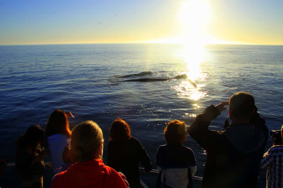 From Cape Town: Hermanus Whale Watching Boat Trip - Who This Tour Suits Best (and Who Might Rethink It)