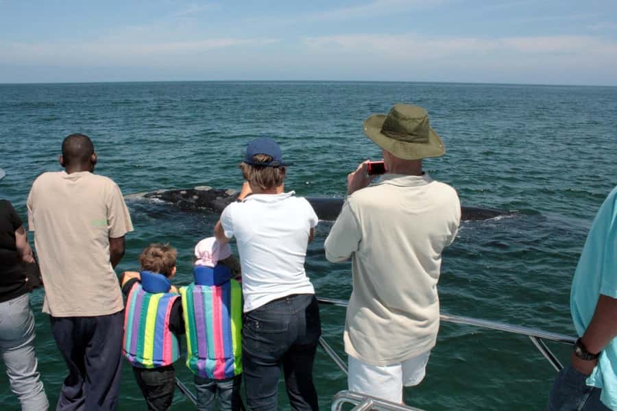 From Cape Town: Hermanus Whale Watching Boat Trip - Boarding at the Gansbaai Harbor: Speedboat Comfort and Safety First